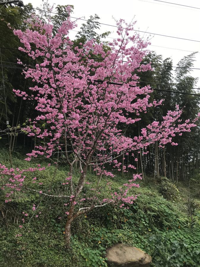 Zhu Yuan Homestay 奮起湖 エクステリア 写真