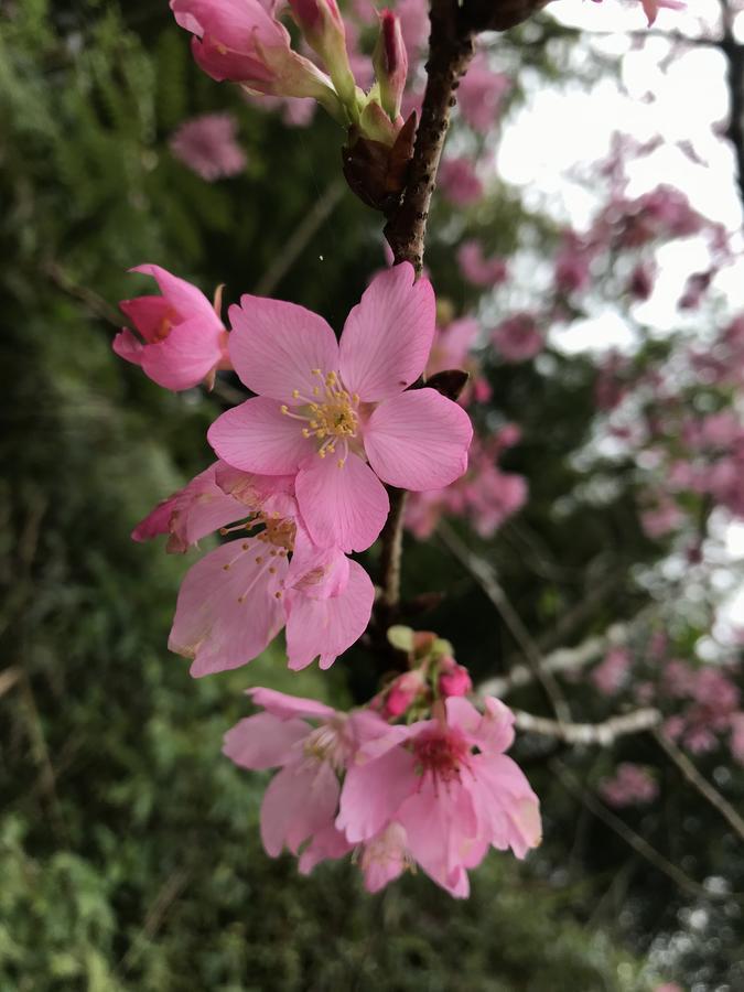 Zhu Yuan Homestay 奮起湖 エクステリア 写真